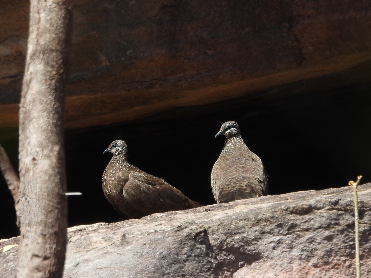 Chestnut-quilled Rock-Pigeon - ML641958814