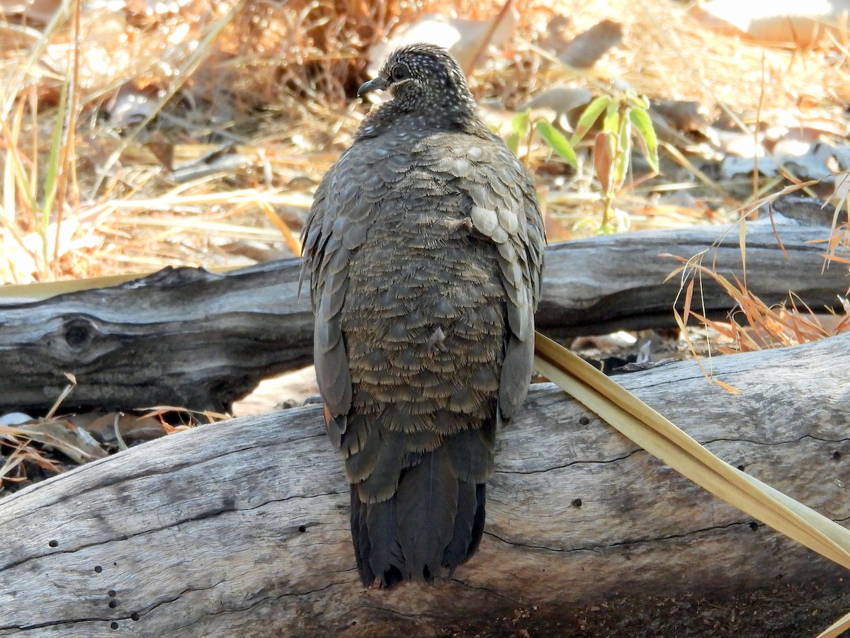 Chestnut-quilled Rock-Pigeon - ML641958816