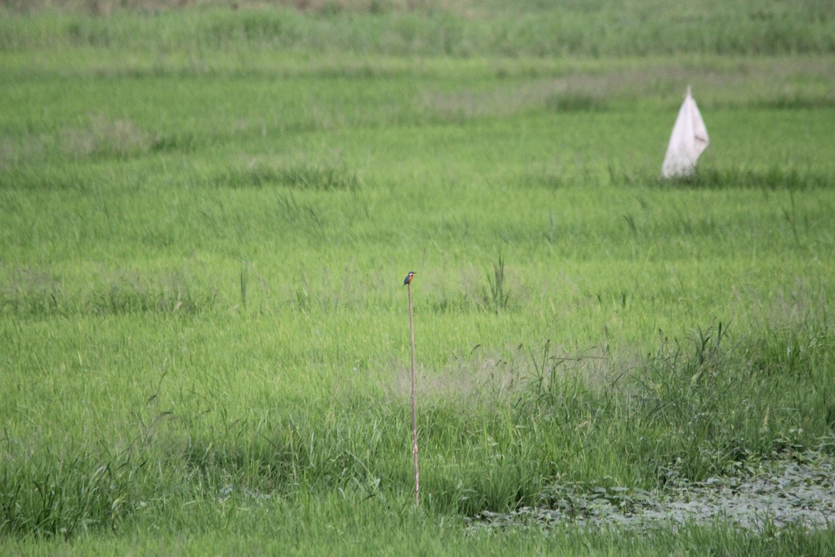 Common Kingfisher - ML641958818
