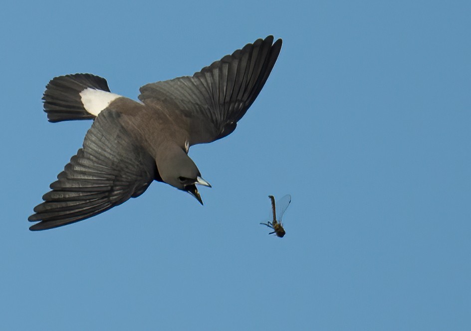 White-breasted Woodswallow - ML641958820