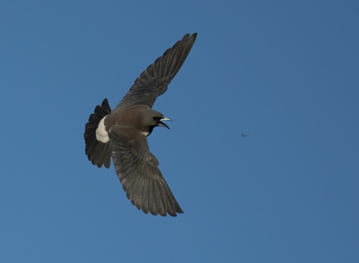 White-breasted Woodswallow - ML641958821