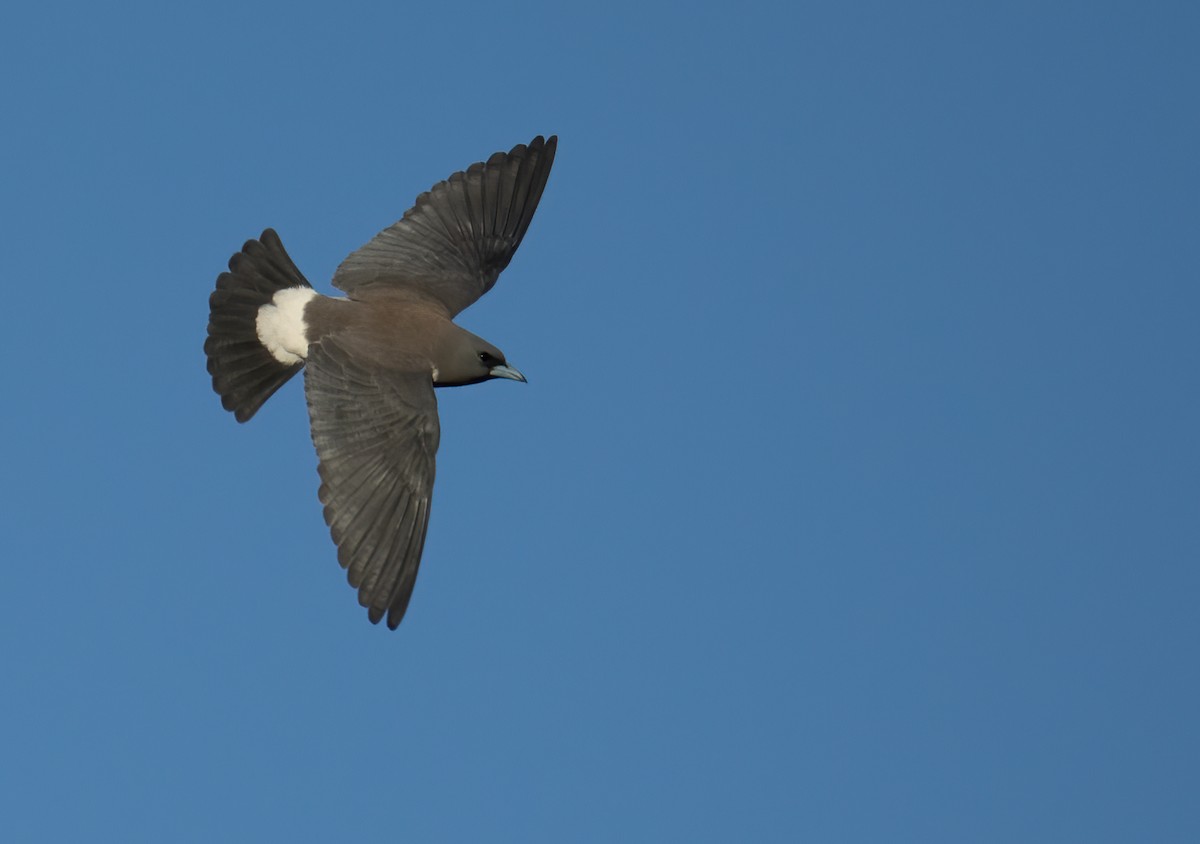 White-breasted Woodswallow - ML641958822
