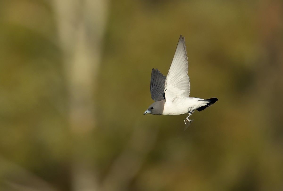 White-breasted Woodswallow - ML641958823