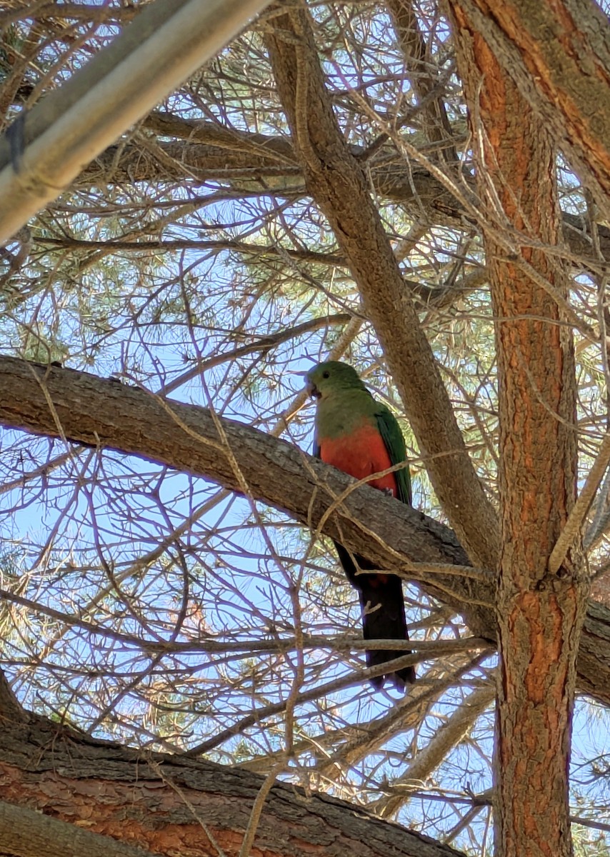 Australian King-Parrot - ML641958824