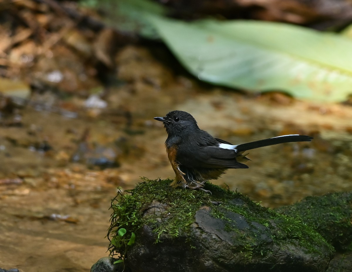 White-rumped Shama - ML641958831