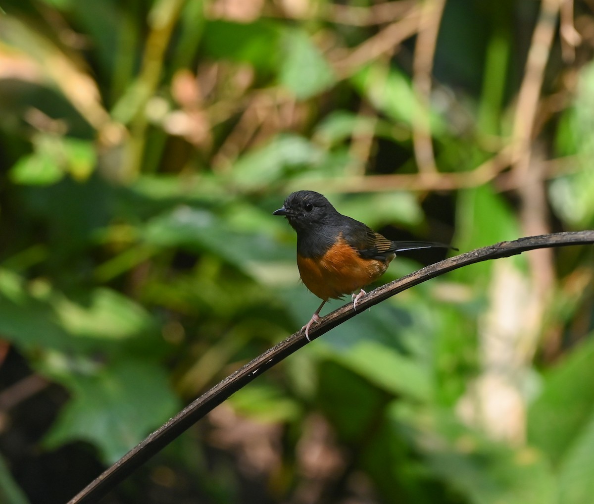 White-rumped Shama - ML641958832