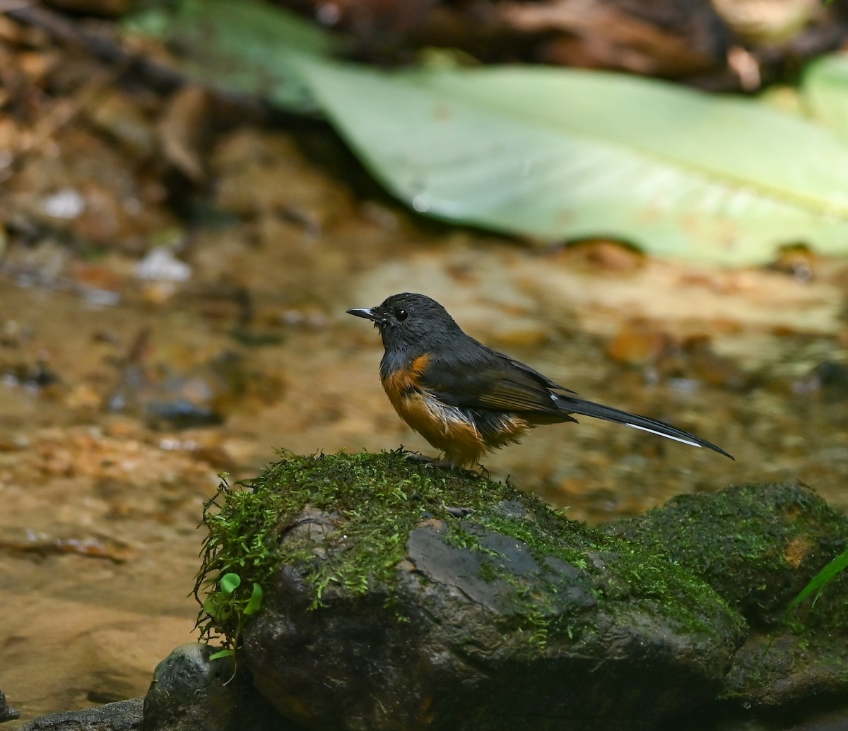 White-rumped Shama - ML641958833