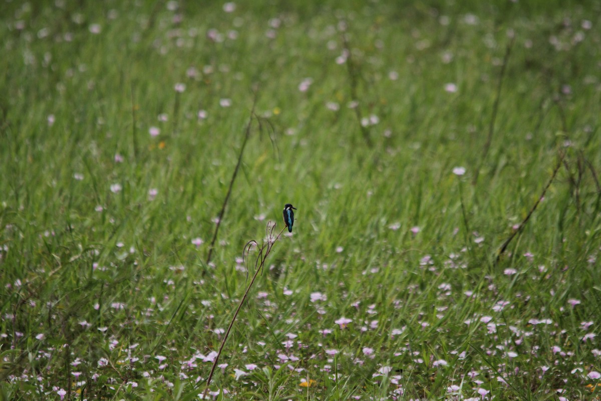 Common Kingfisher - ML641958834