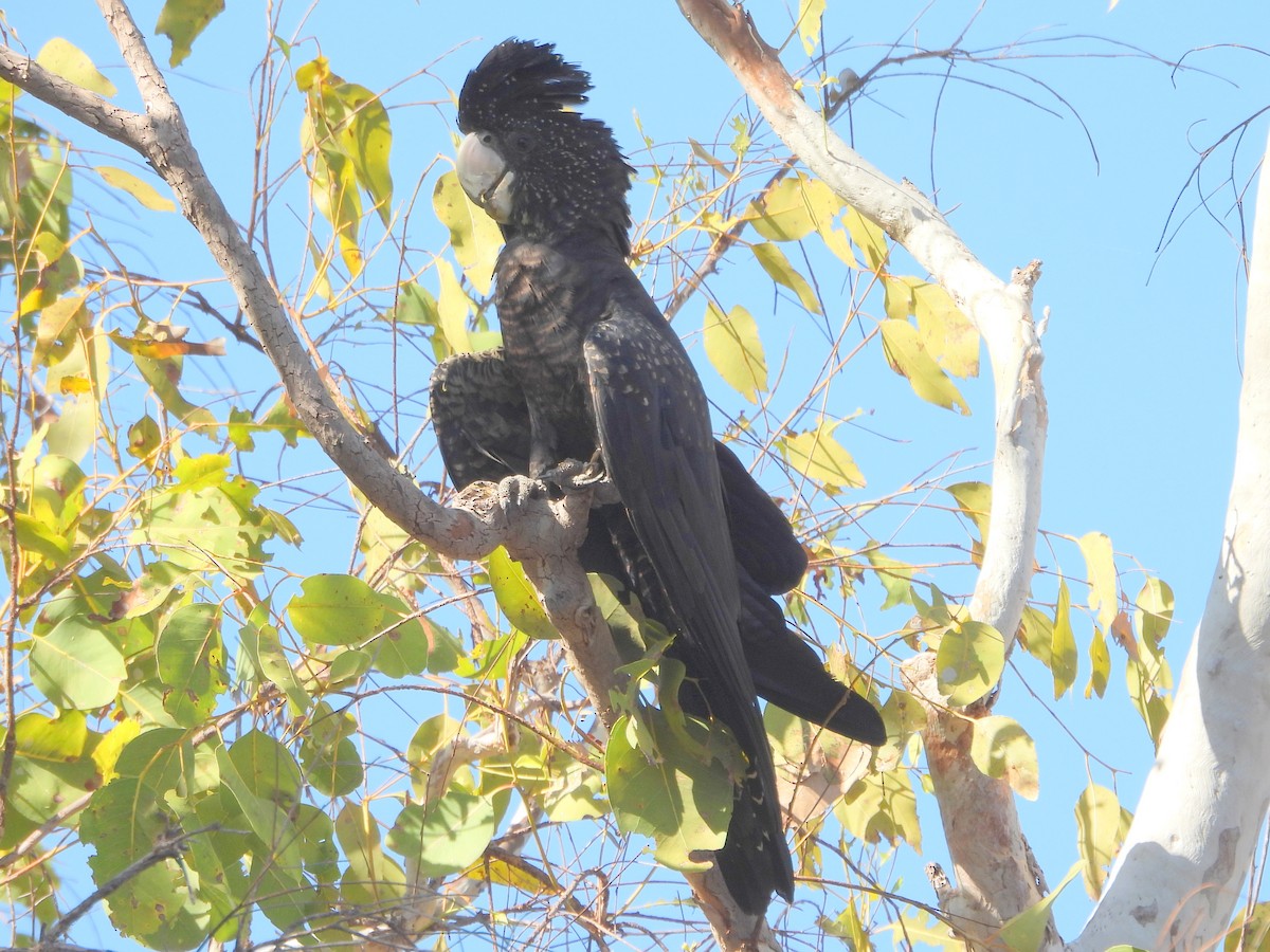 Red-tailed Black-Cockatoo - ML641958839