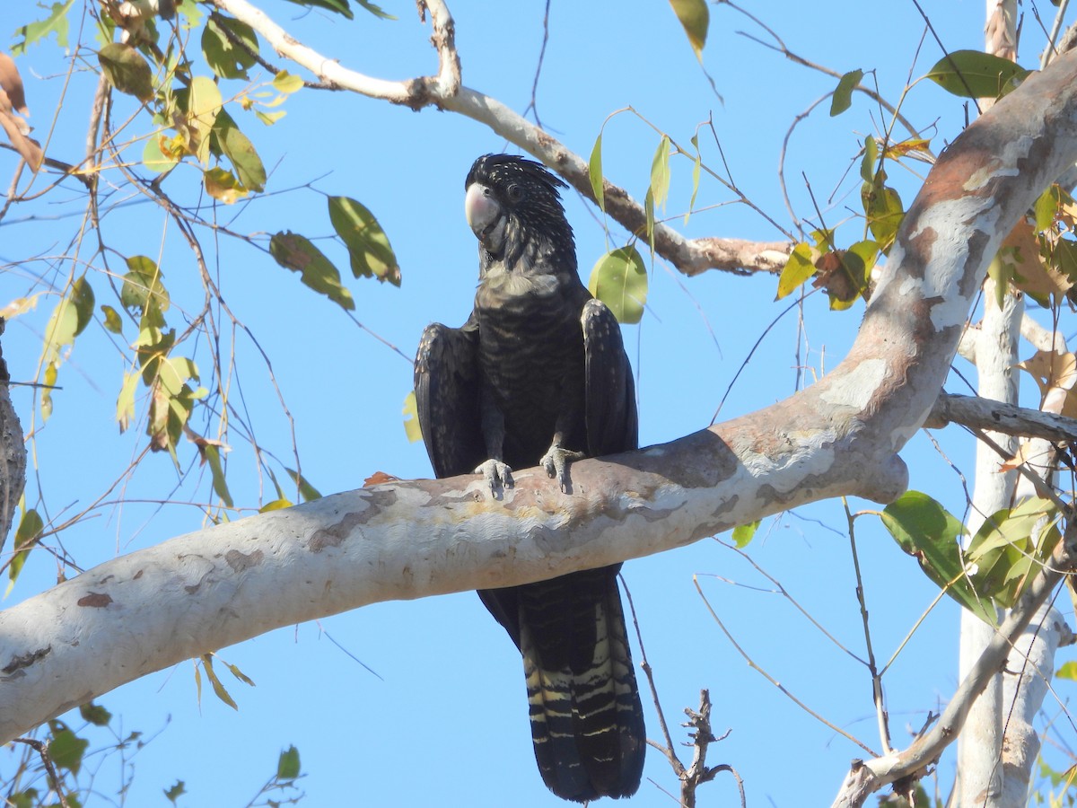 Red-tailed Black-Cockatoo - ML641958840