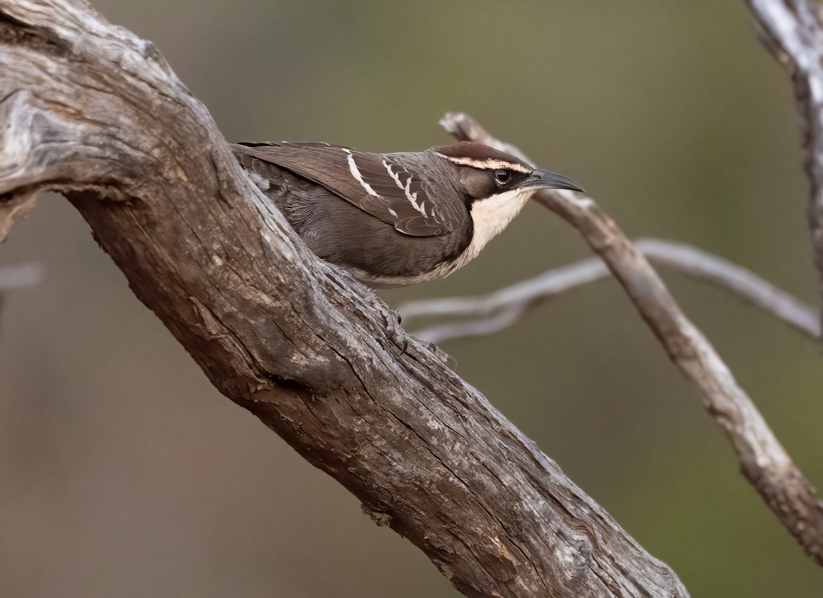 Chestnut-crowned Babbler - ML641958846