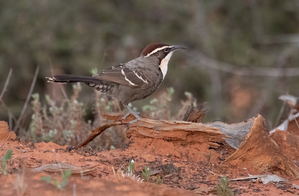Chestnut-crowned Babbler - ML641958847