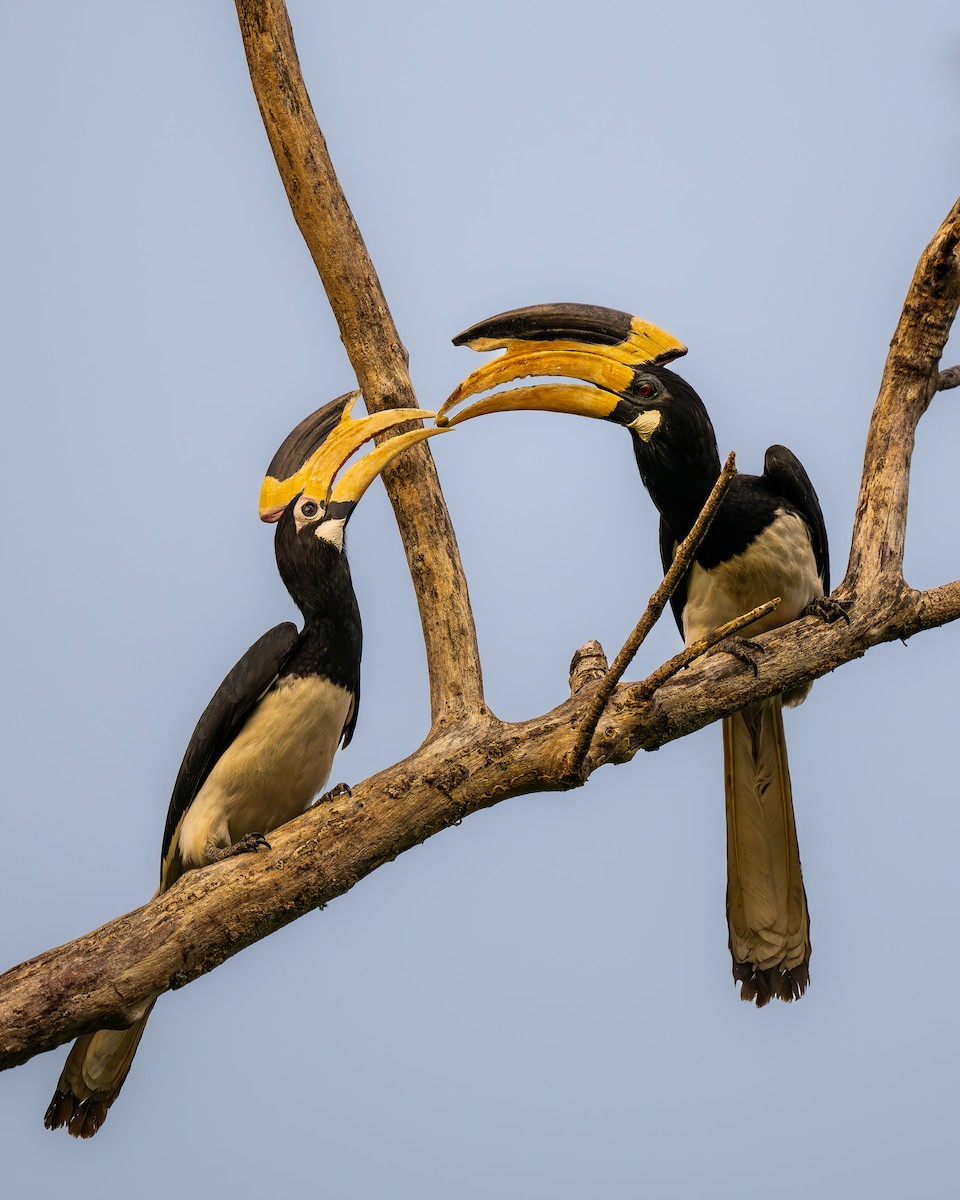 Malabar Pied-Hornbill - ML641958852
