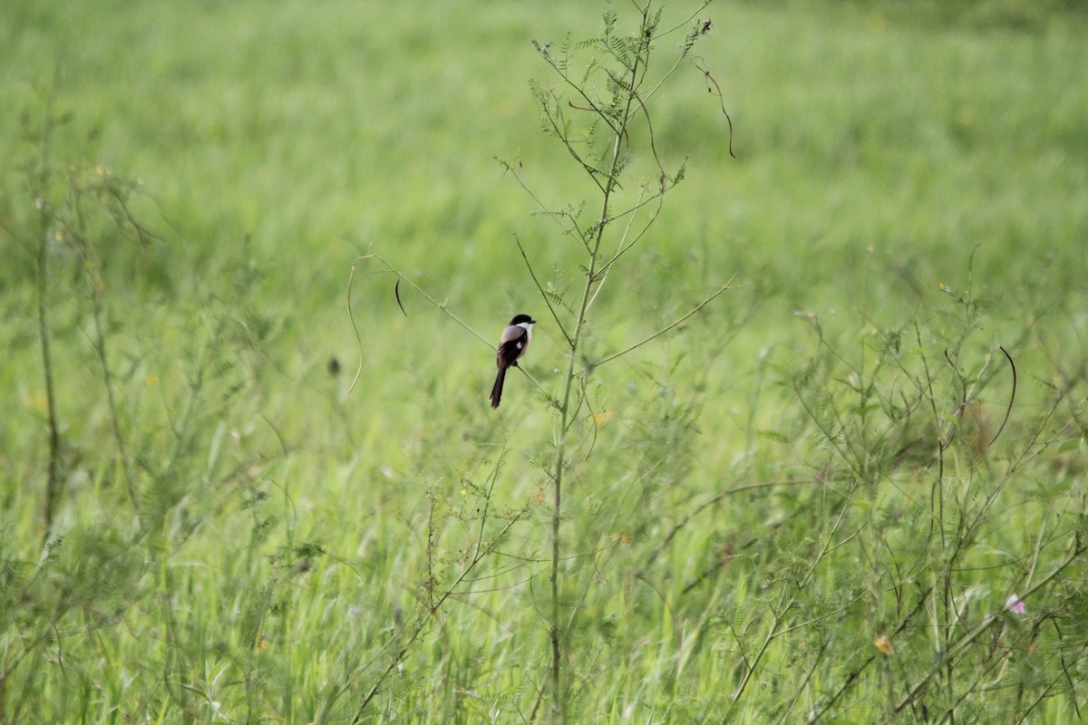Long-tailed Shrike - ML641958854
