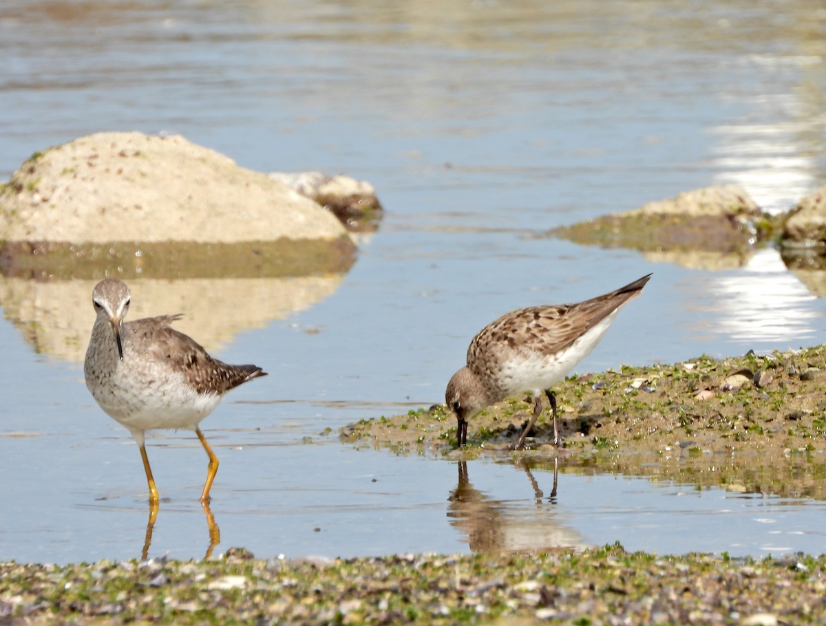 White-rumped Sandpiper - ML641958857