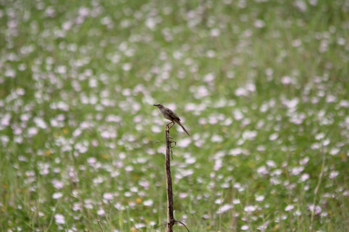 Striated Grassbird - ML641958858