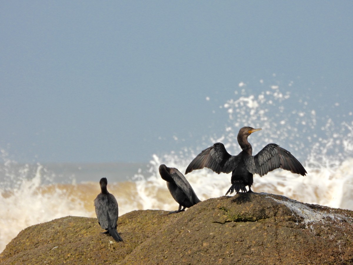 Neotropic Cormorant - ML641958862
