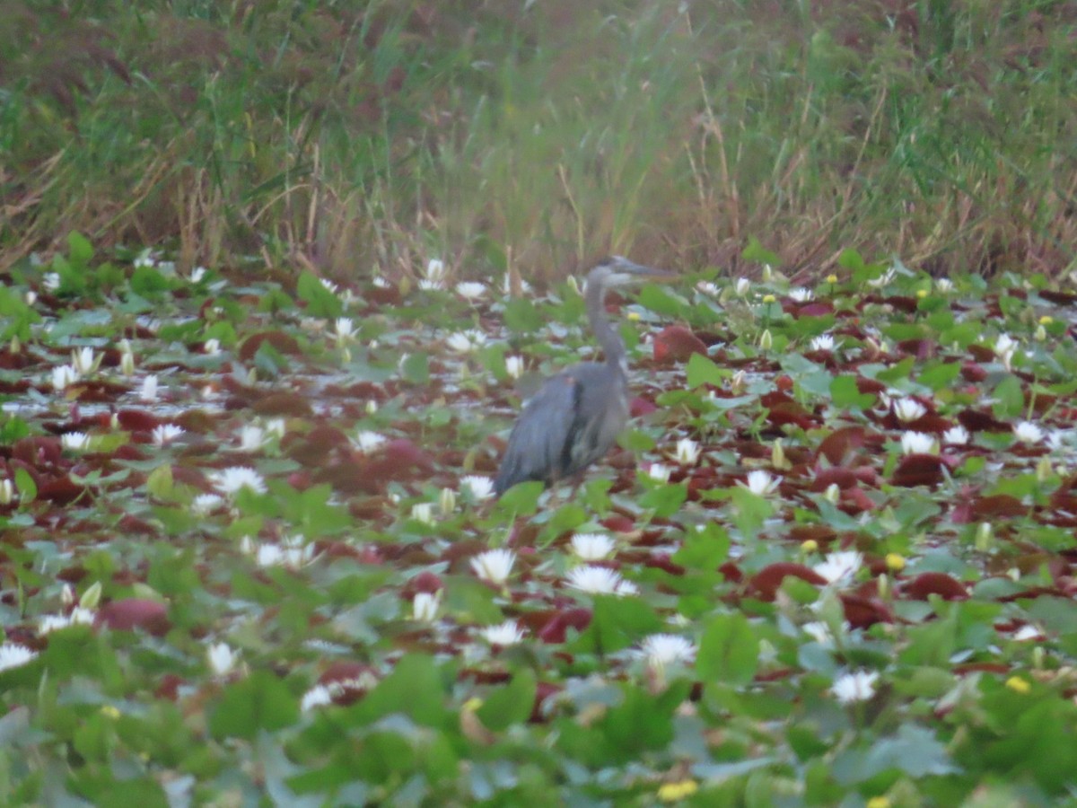 Great Blue Heron - ML641958868
