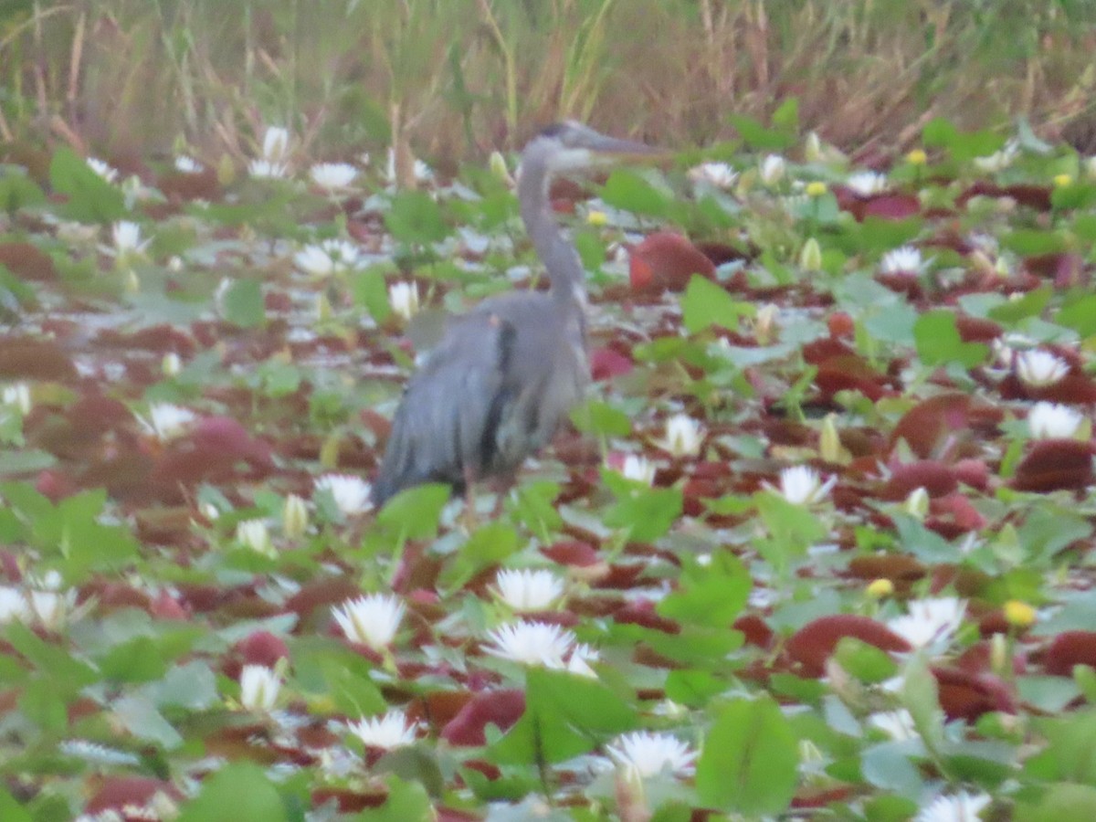 Great Blue Heron - ML641958869