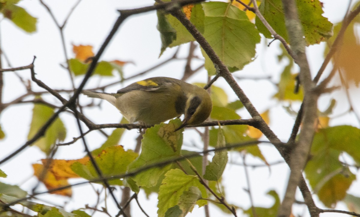 Golden-winged Warbler - ML641958873