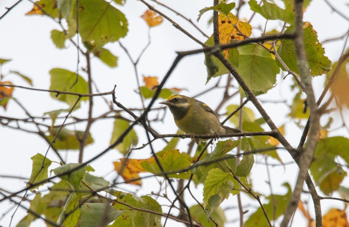 Golden-winged Warbler - ML641958874