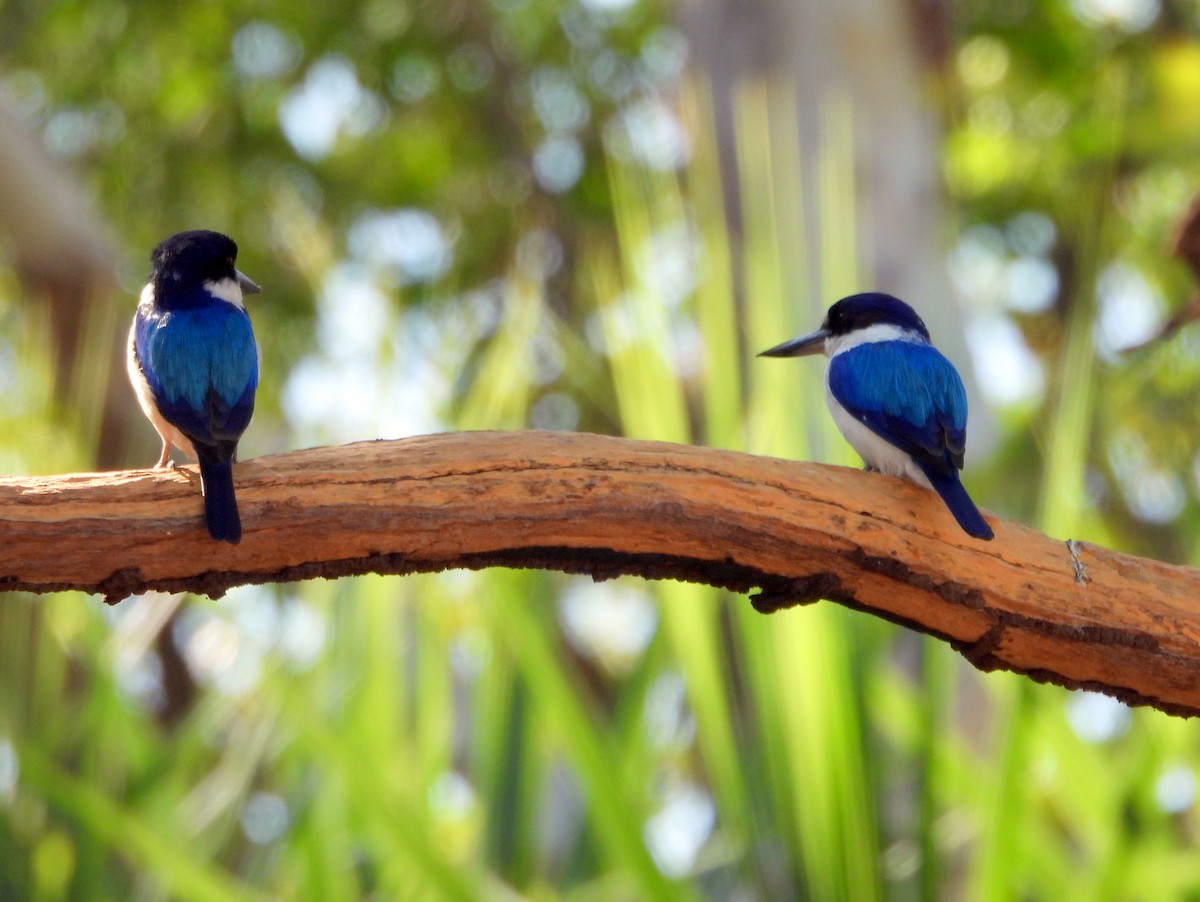 Forest Kingfisher - ML641958887