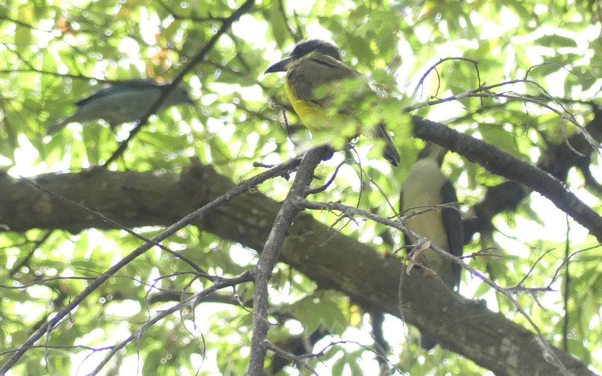 Boat-billed Flycatcher - ML641958888