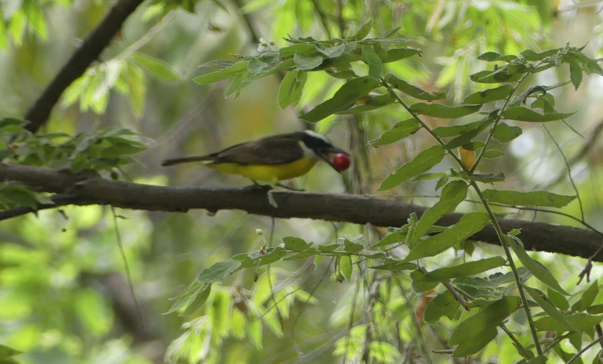 Boat-billed Flycatcher - ML641958889