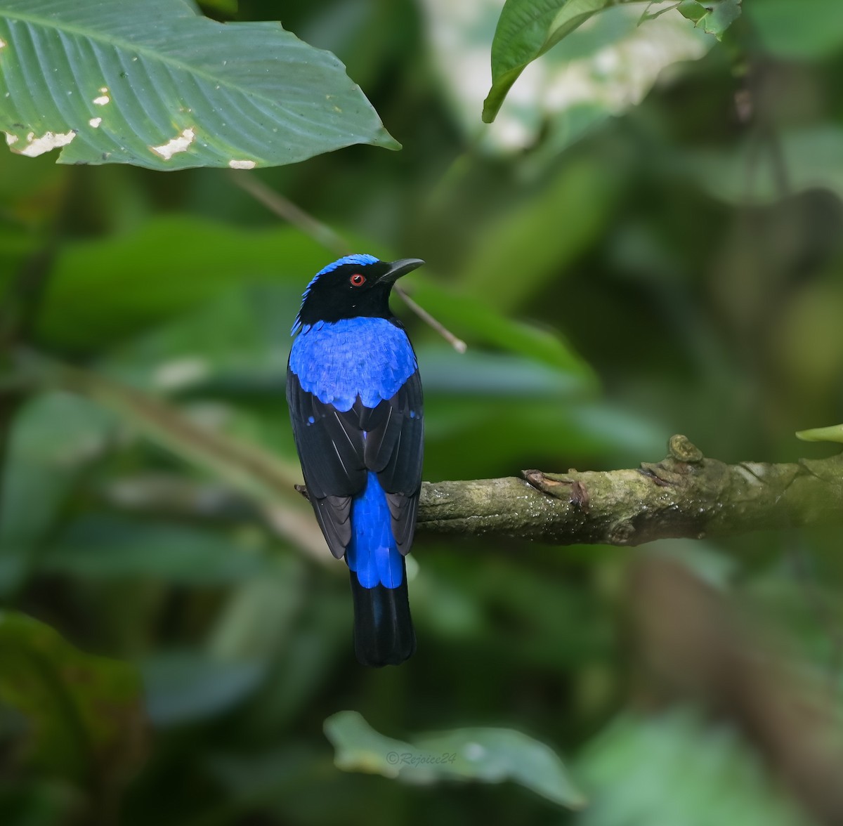 Asian Fairy-bluebird - ML641958890