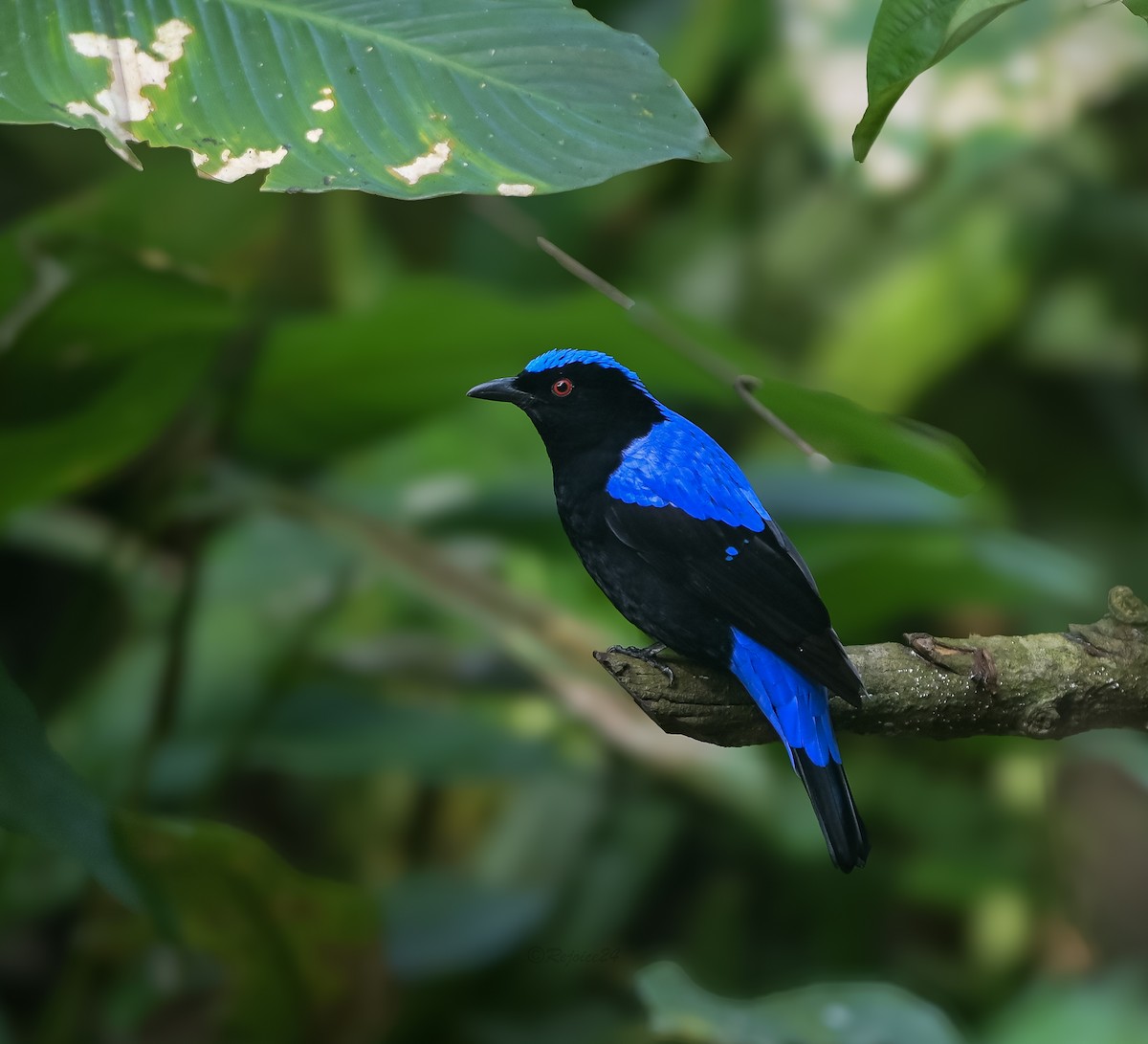 Asian Fairy-bluebird - ML641958891