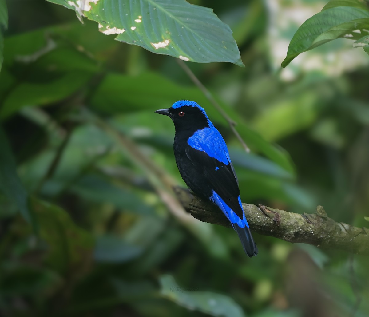 Asian Fairy-bluebird - ML641958892