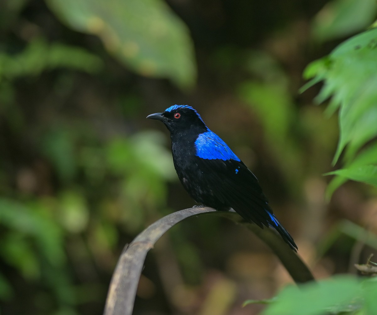Asian Fairy-bluebird - ML641958893