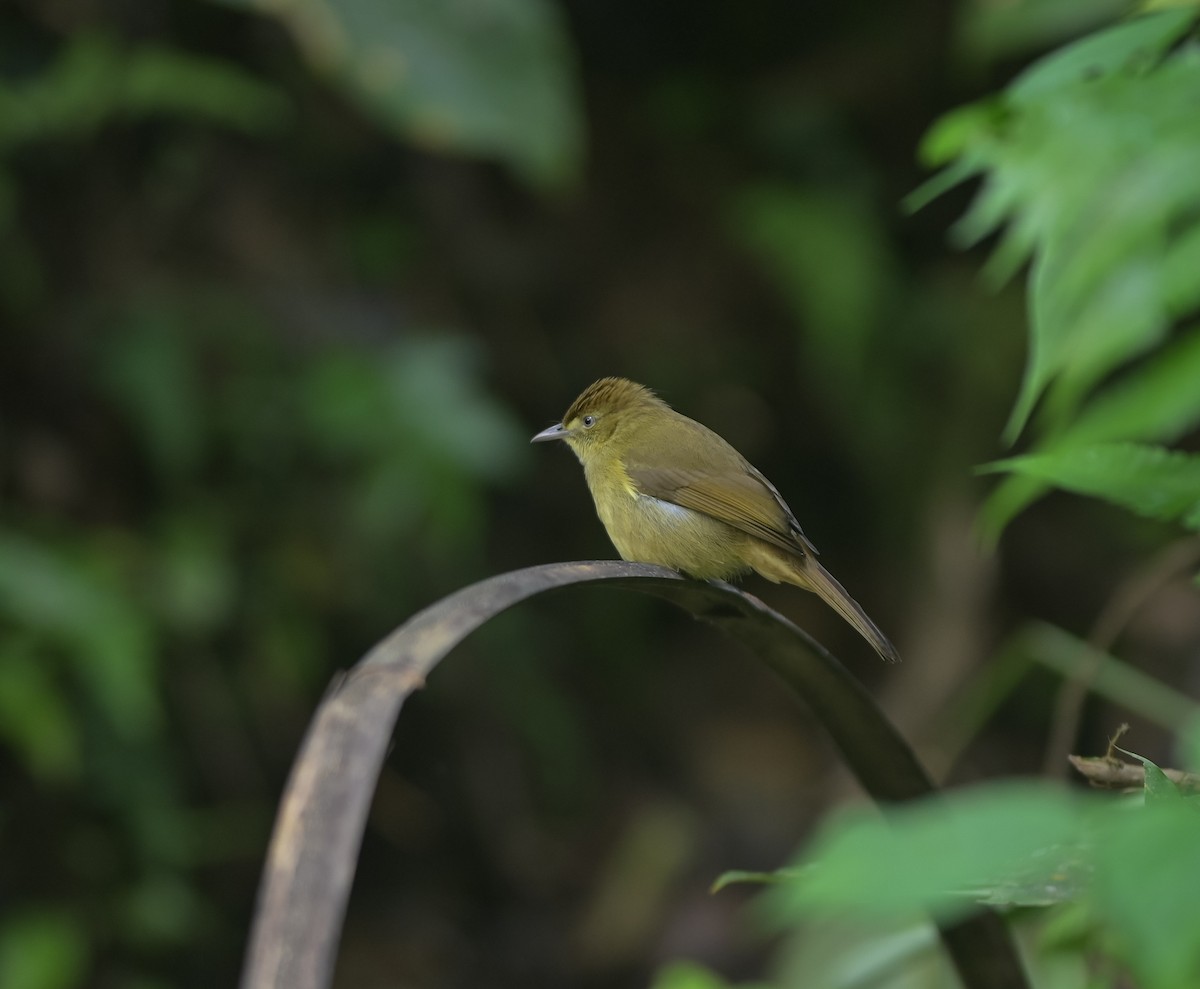 Cachar Bulbul - ML641958895