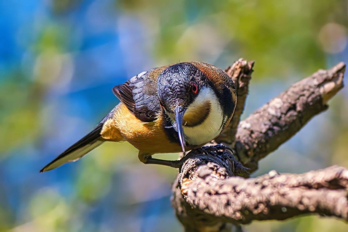 Eastern Spinebill - ML641958898