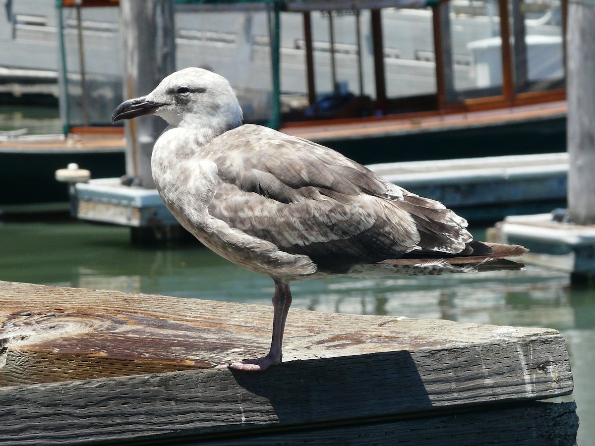 Western Gull - ML641958899