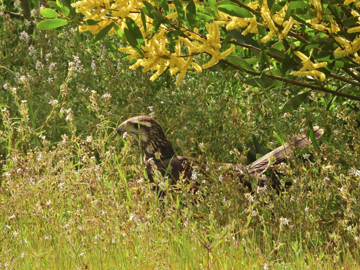 Harris's Hawk - ML641958906