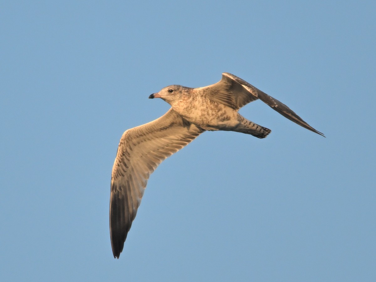 Ring-billed Gull - ML641958912