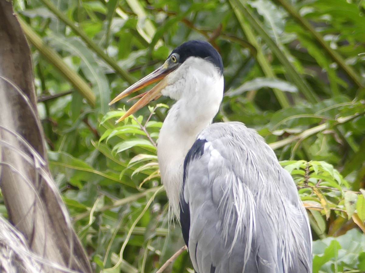 Cocoi Heron - ML641958913