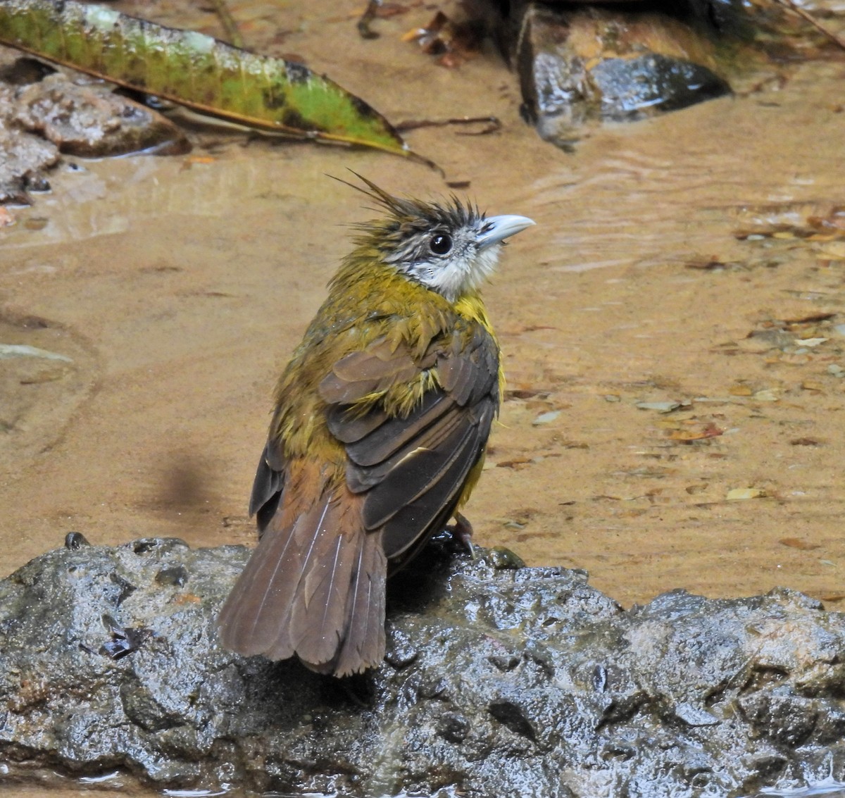 White-throated Bulbul - ML641958914