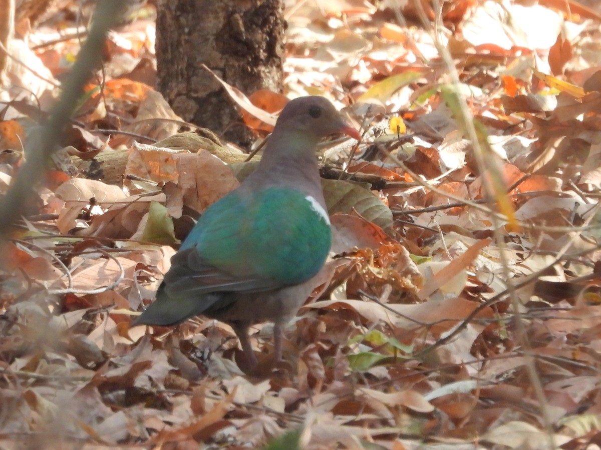 Pacific Emerald Dove - ML641958915