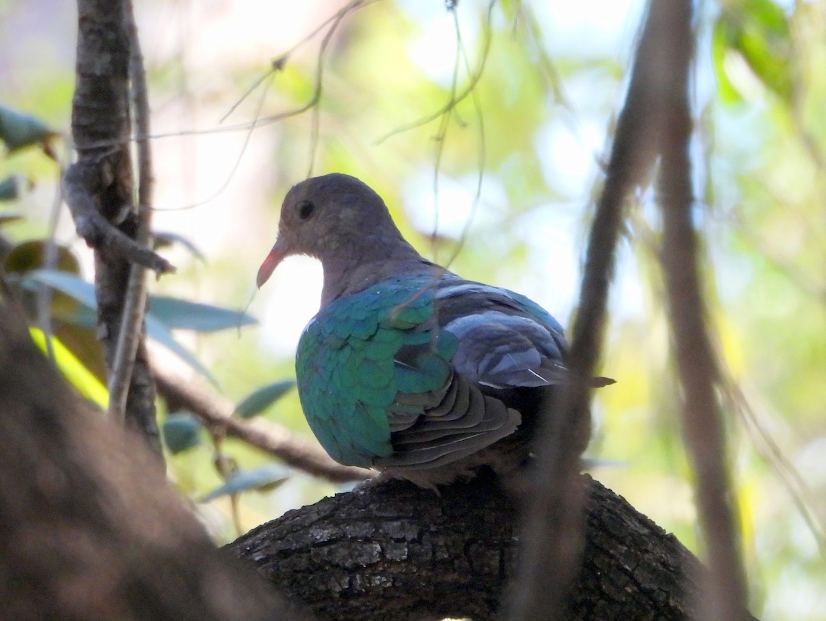 Pacific Emerald Dove - ML641958916