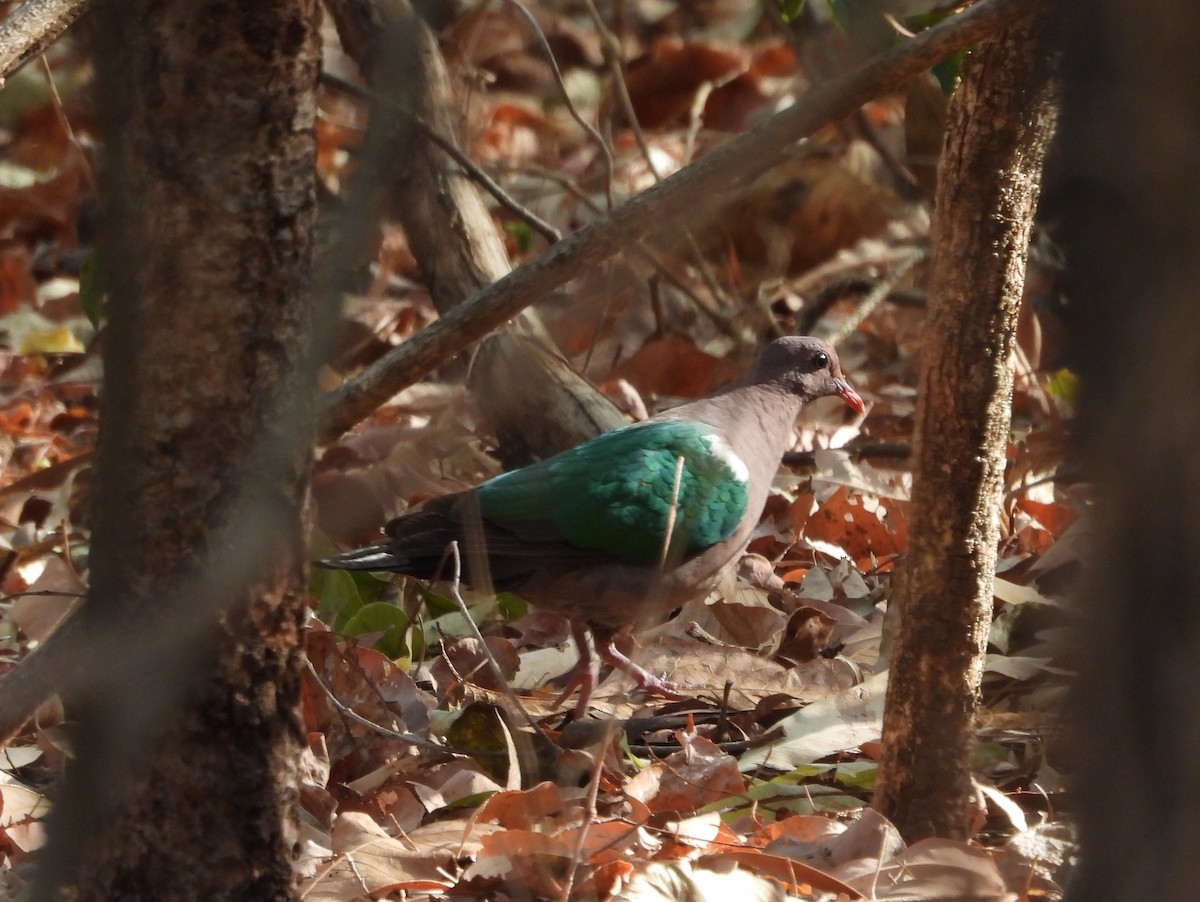 Pacific Emerald Dove - ML641958917