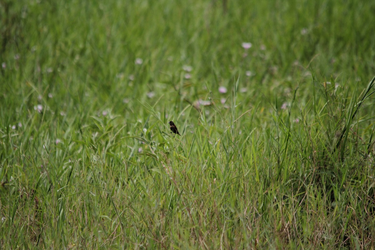 黑頭文鳥 - ML641958921
