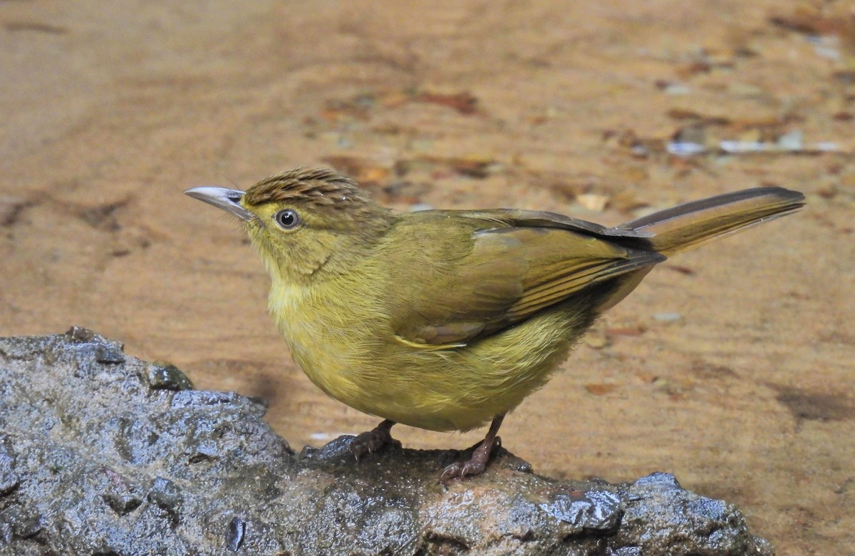 Cachar Bulbul - ML641958925