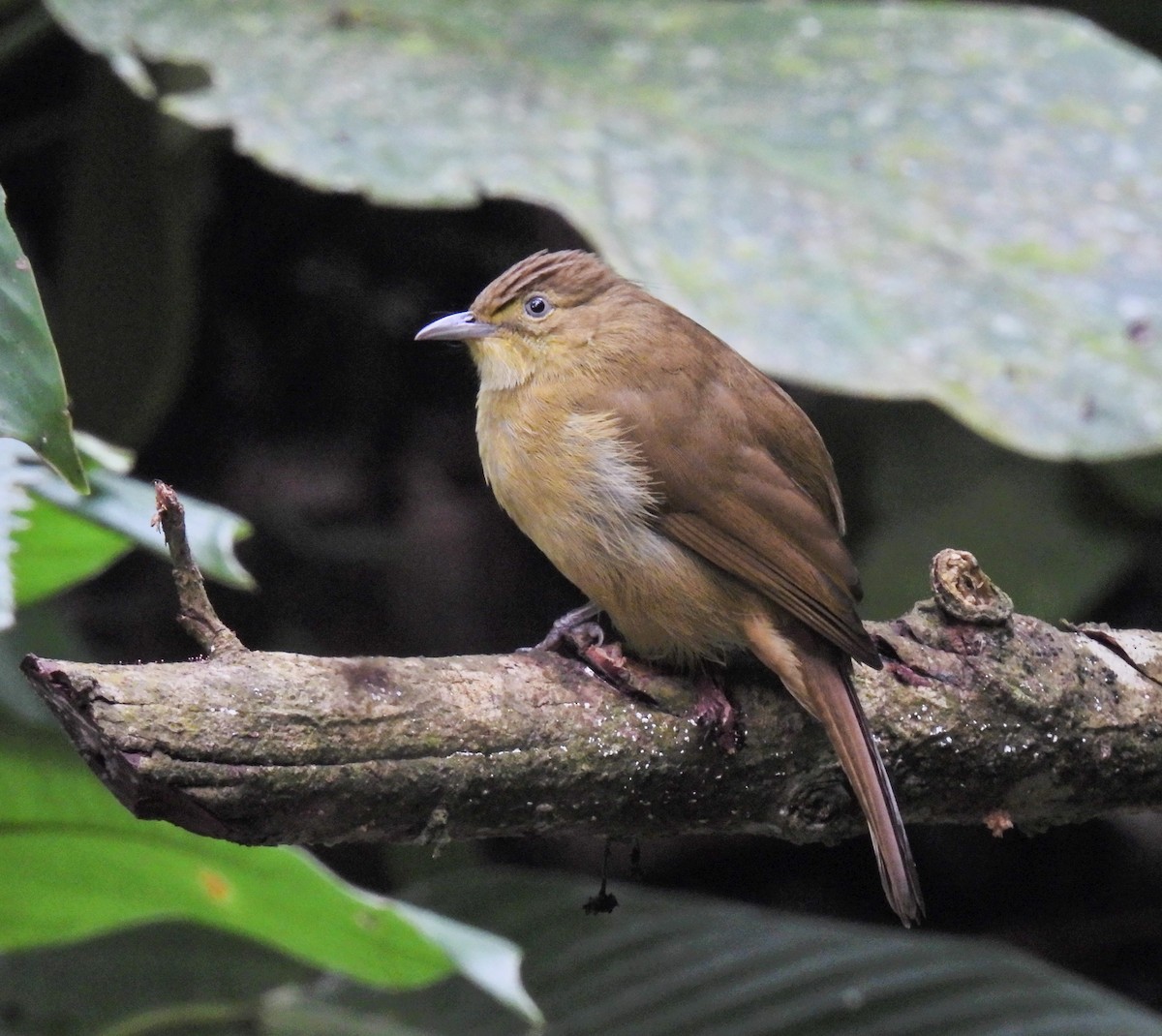 Cachar Bulbul - ML641958926