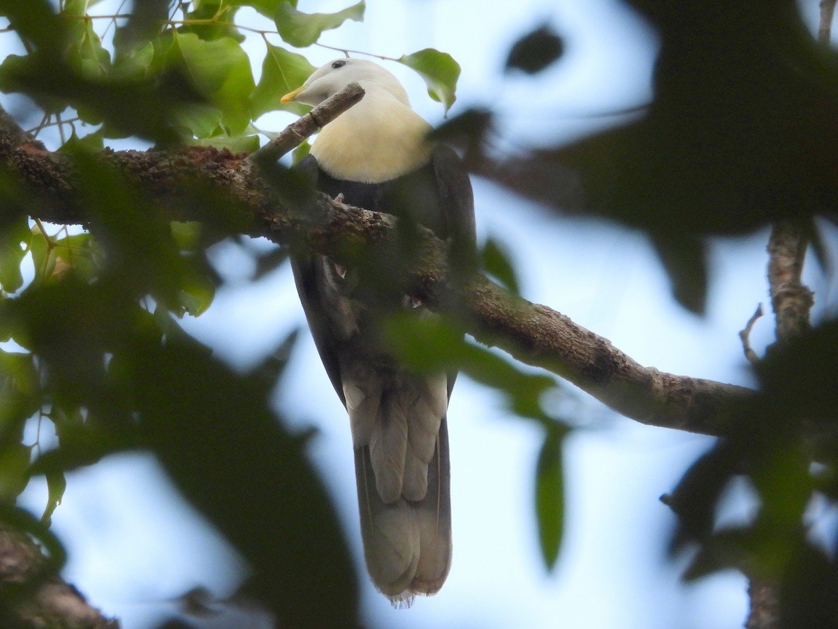 Black-banded Fruit-Dove - ML641958931