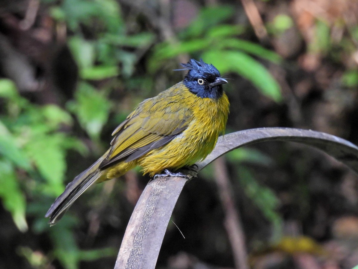 Black-crested Bulbul - ML641958934