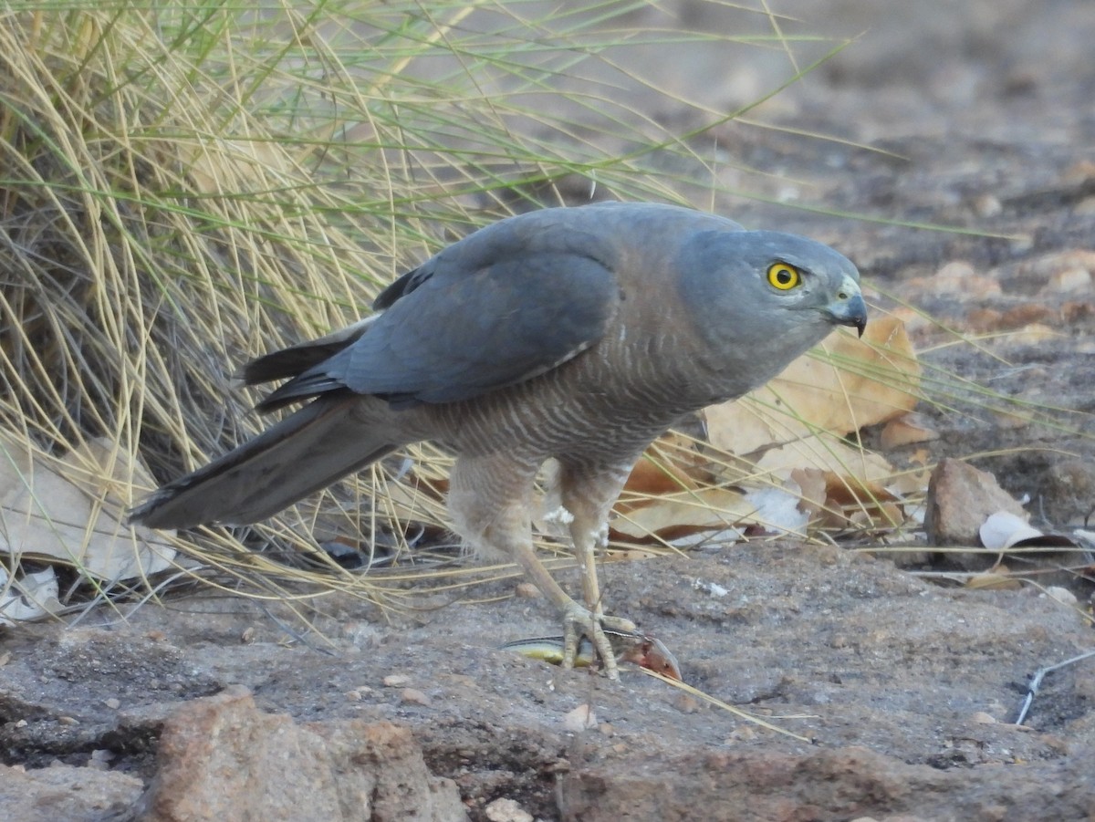 Brown Goshawk - ML641958938