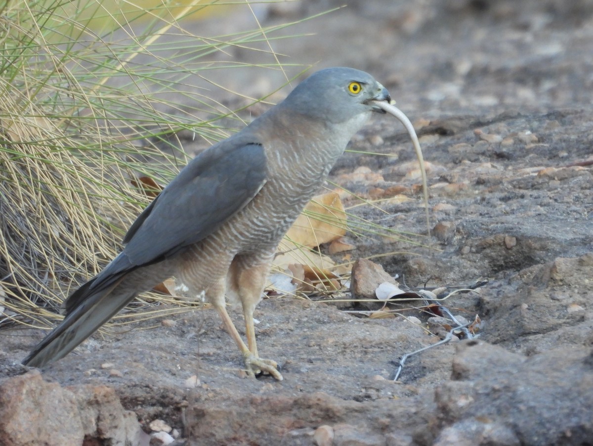 Brown Goshawk - ML641958939