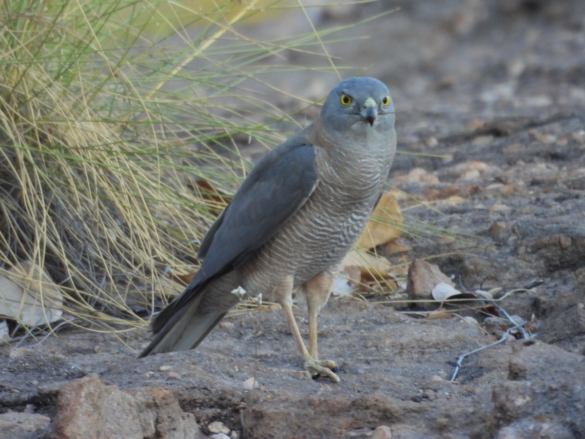 Brown Goshawk - ML641958940